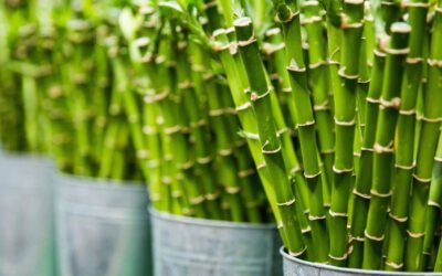 Bamboo Plants for Home Offices: A Complete Guide
