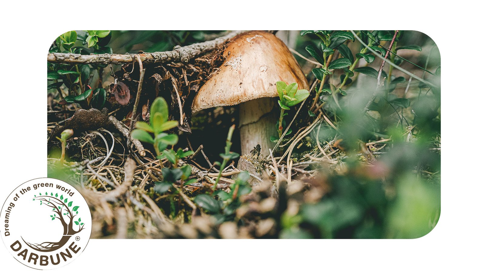 Grow Mushrooms