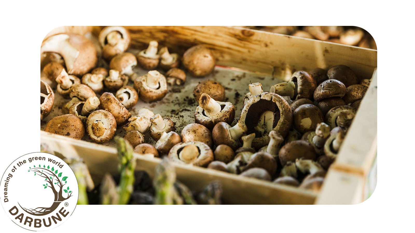 Grow Mushrooms from home