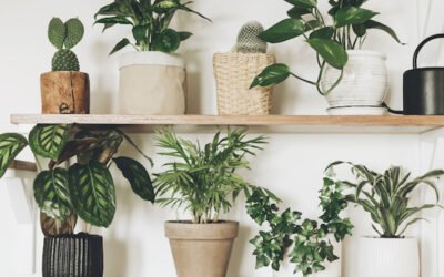 Top 5 Most Popular Indoor Plants in the UAE and Their Benefits