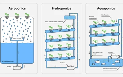 Types of Indoor Farming