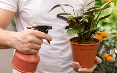 Common Indoor Plant Pests And How To Control Them Naturally