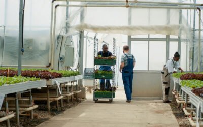Hydroponic Farming for Small Businesses: A Comprehensive Guide