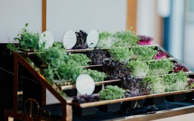How to Start an Indoor Farm in a Small Apartment Without Sunlight