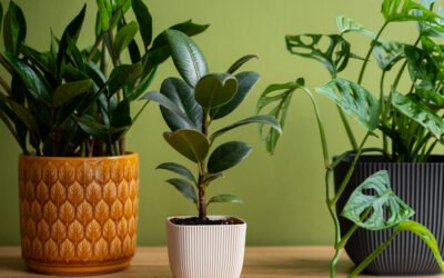 Keep Indoor Plants Fresh and Green: The Ultimate Guide