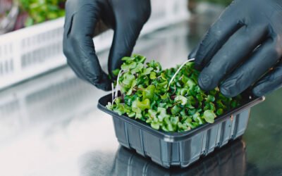 Cheapest Way to Start Indoor Farming: A Comprehensive Guide