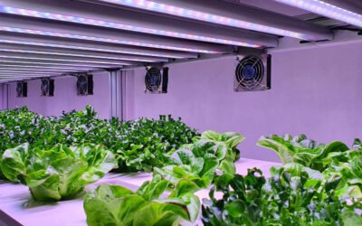 What Is the Best Vertical Farming Method for Urban Agriculture?