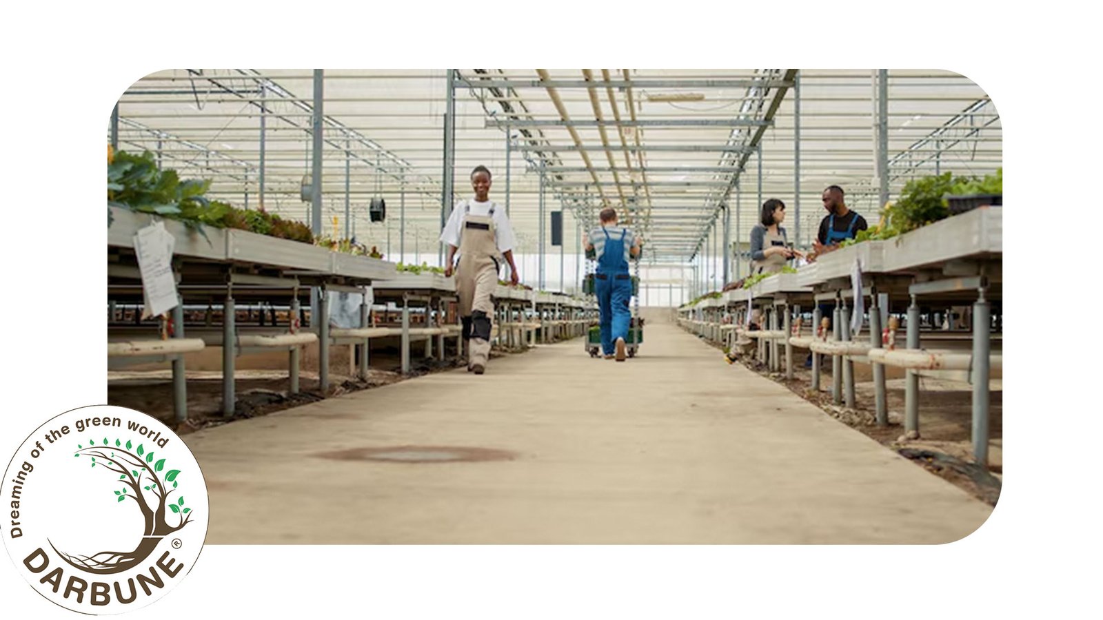 Setting Up an Aquaponic Farm