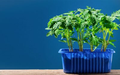 What Are the Best Hydroponic Systems for Growing Herbs Indoors?