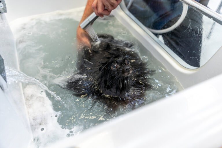 small black dog bathing in sink during grooming