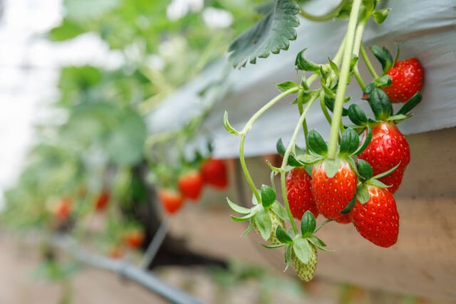 ozone farm hydroponics strawberry bluberry darbune