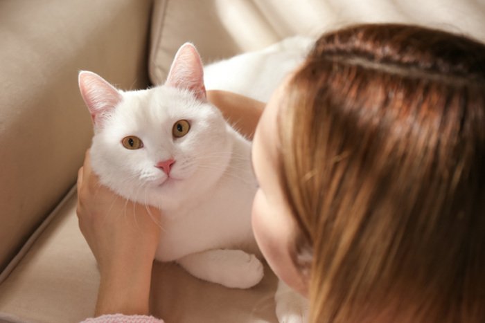 How To Eliminate Pet Odor Naturally? pet owner use zeolite