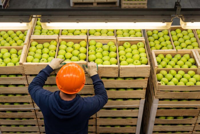 How Ethylene Causes Fruits to Spoil Faster Fresh fruit pallets stored inside a refrigerated cold room